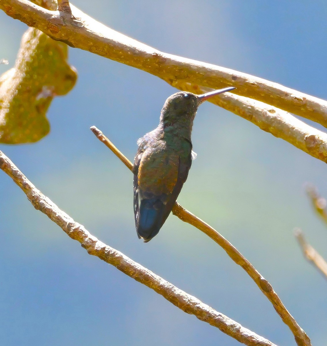 Steely-vented Hummingbird - ML630907368