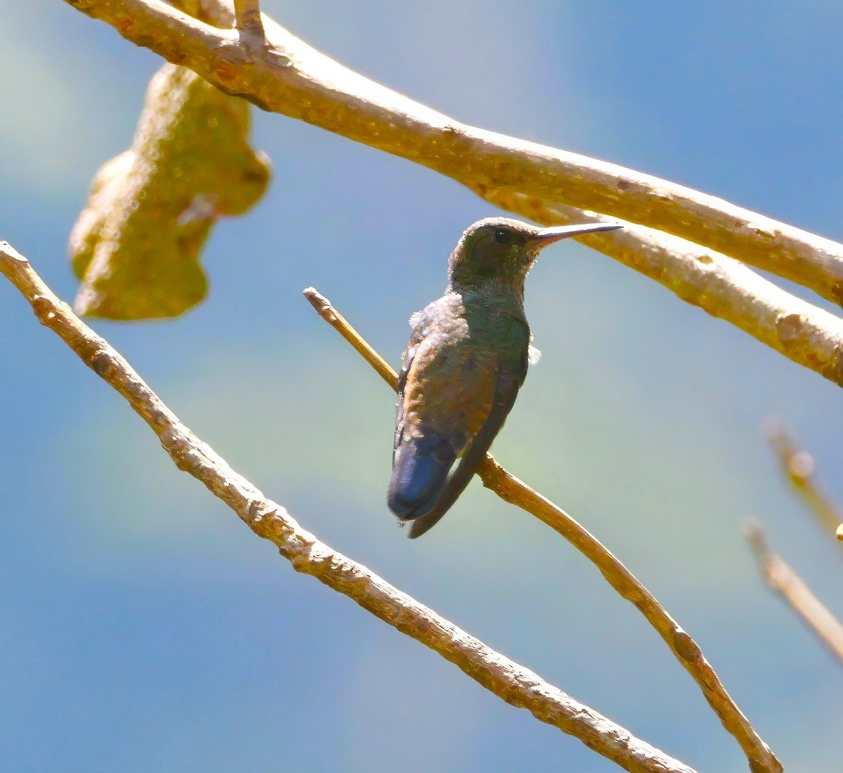 Steely-vented Hummingbird - ML630907369