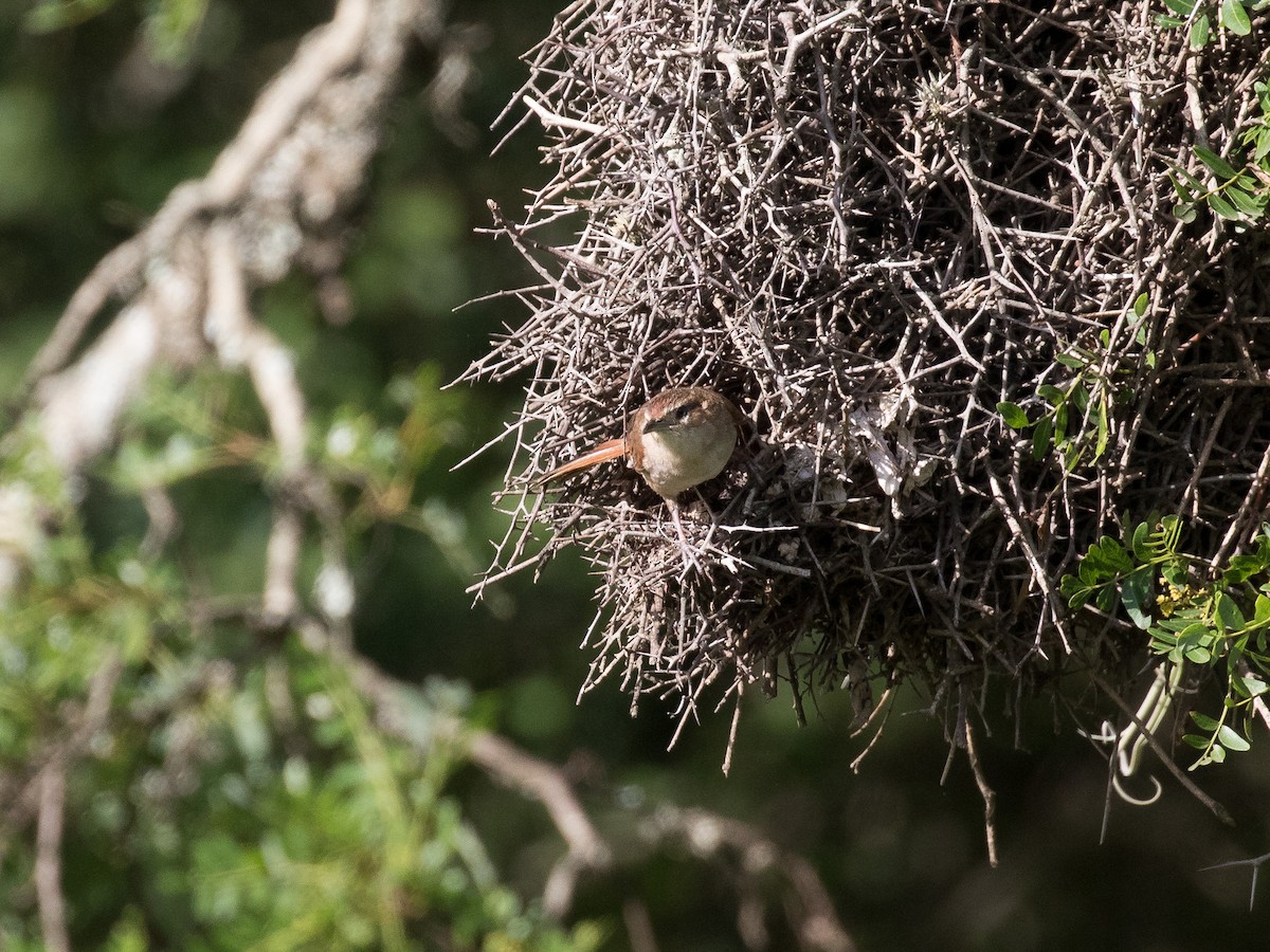 Streak-fronted Thornbird - ML630908385