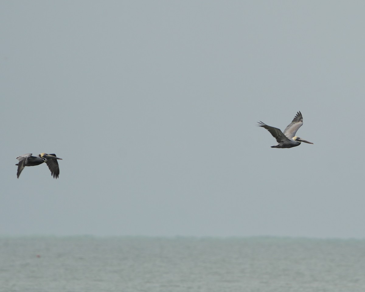Brown Pelican - ML630908484