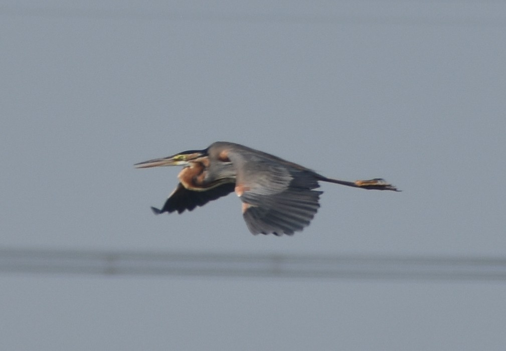 Purple Heron - ML630908671