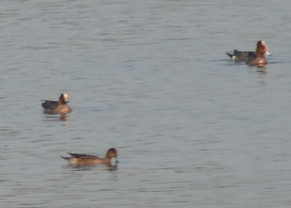 Eurasian Wigeon - ML630908697