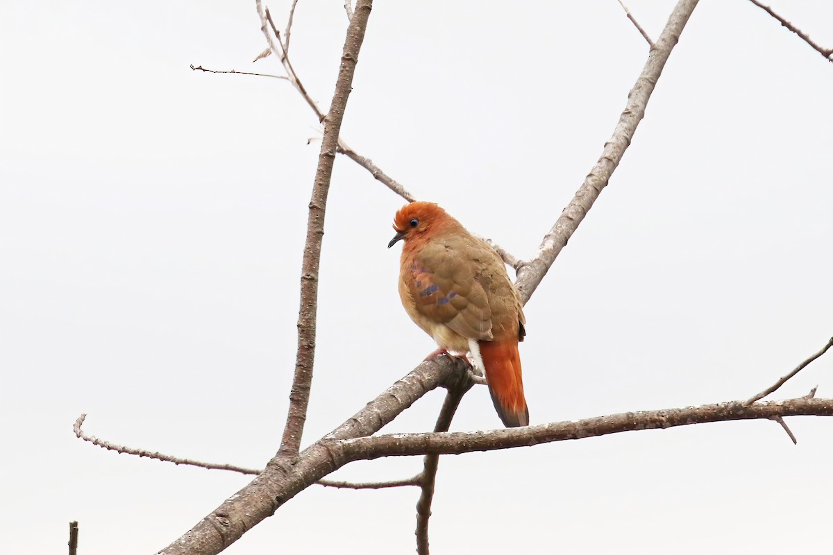 Blue-eyed Ground Dove - ML630908753