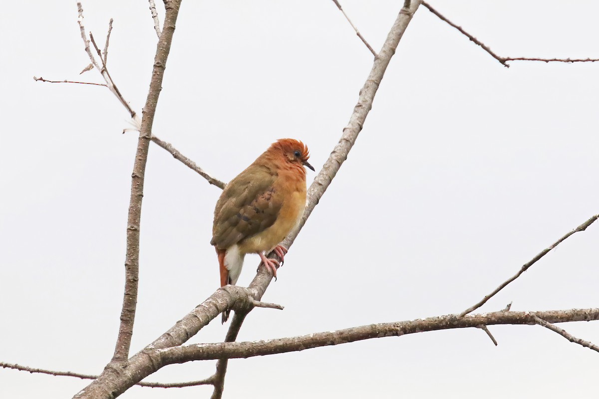 Blue-eyed Ground Dove - ML630908754