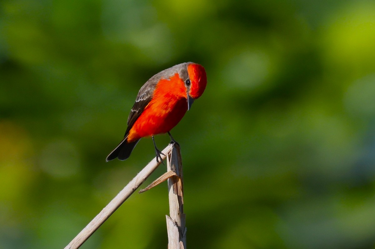 Vermilion Flycatcher - ML630908915