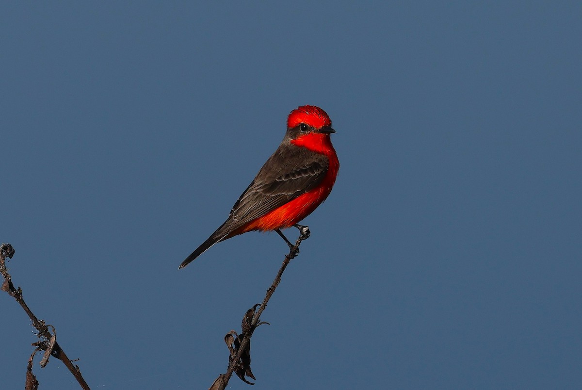 Vermilion Flycatcher - ML630908916