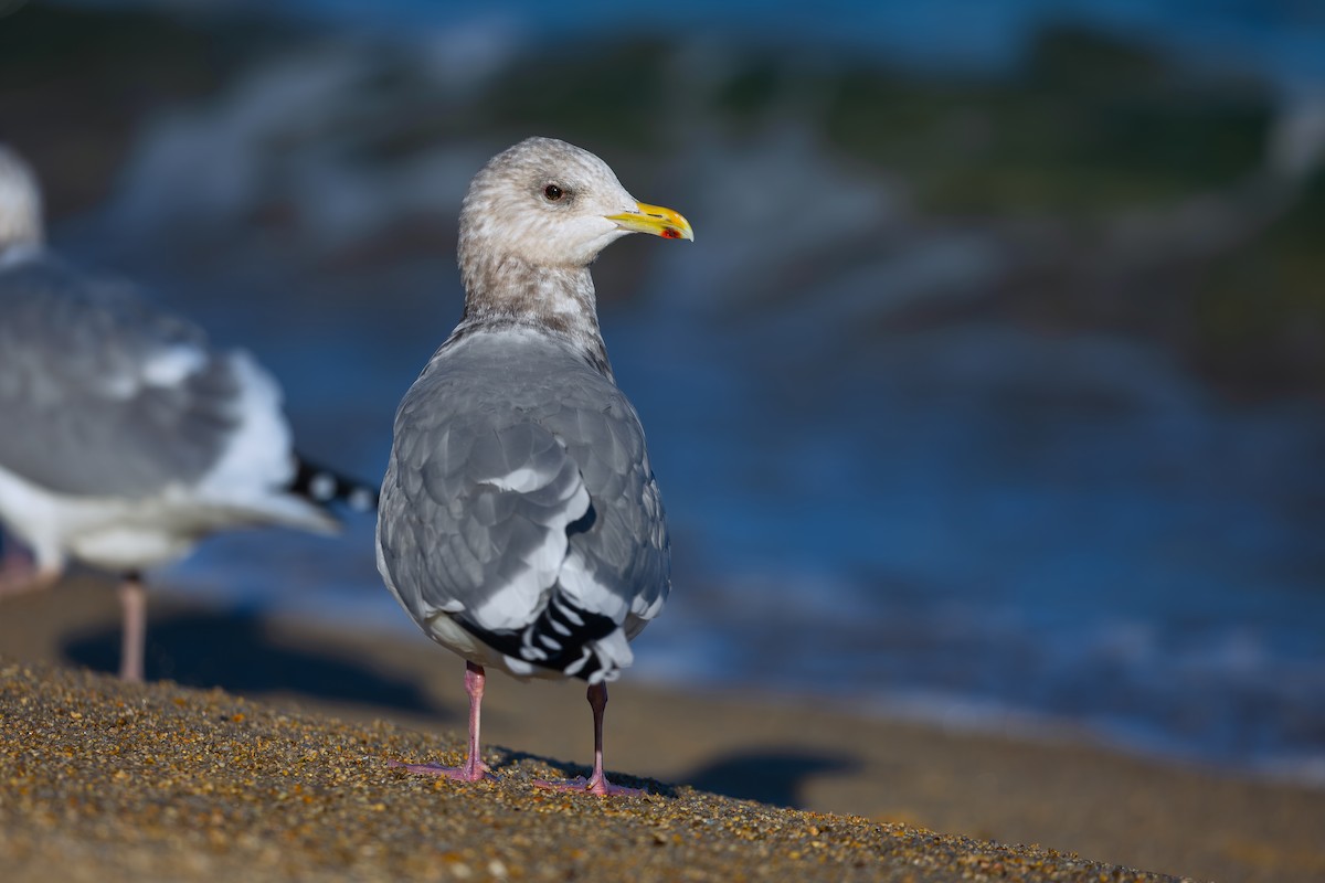 Iceland Gull (Thayer's) - ML630908921