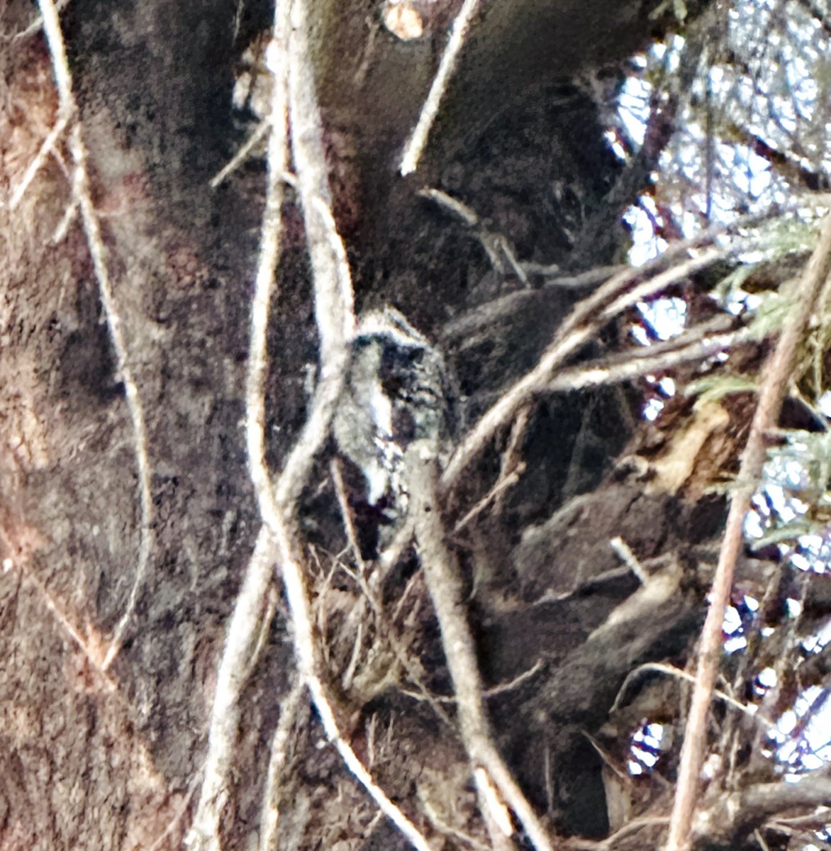 Yellow-bellied Sapsucker - ML630908936