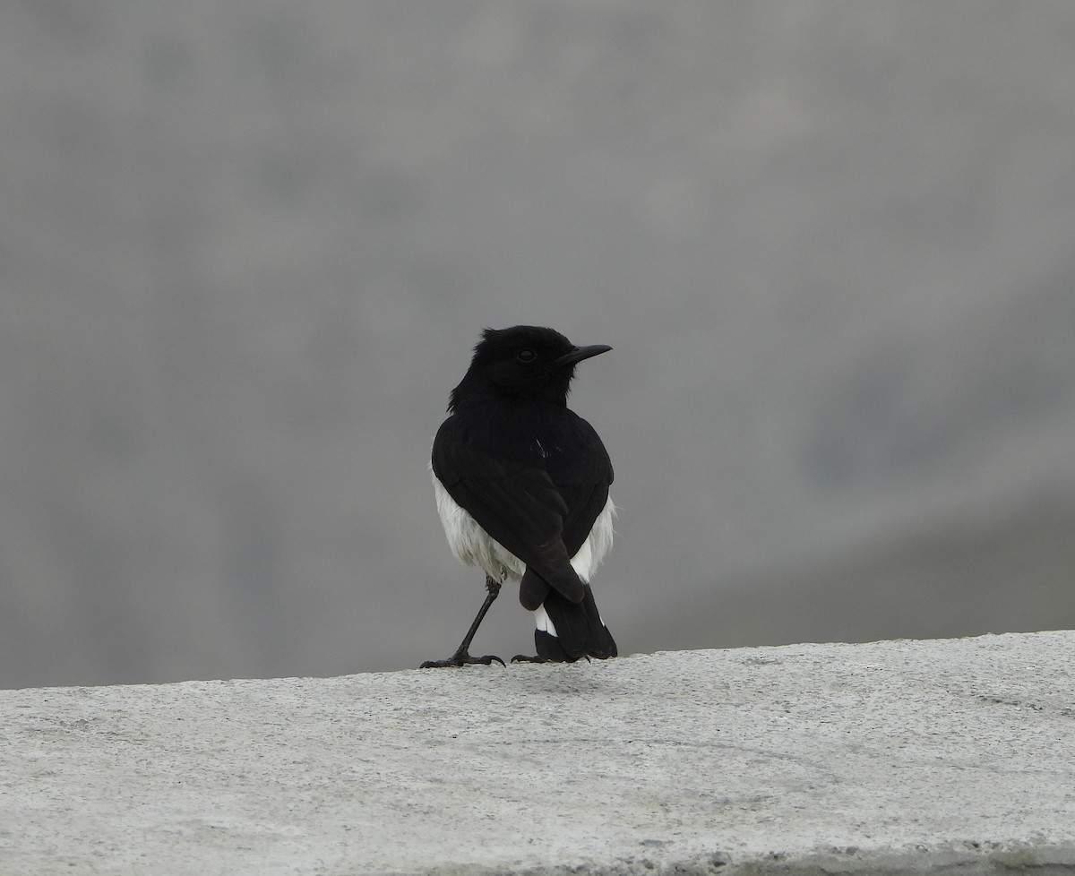 Hume's Wheatear - ML630908937