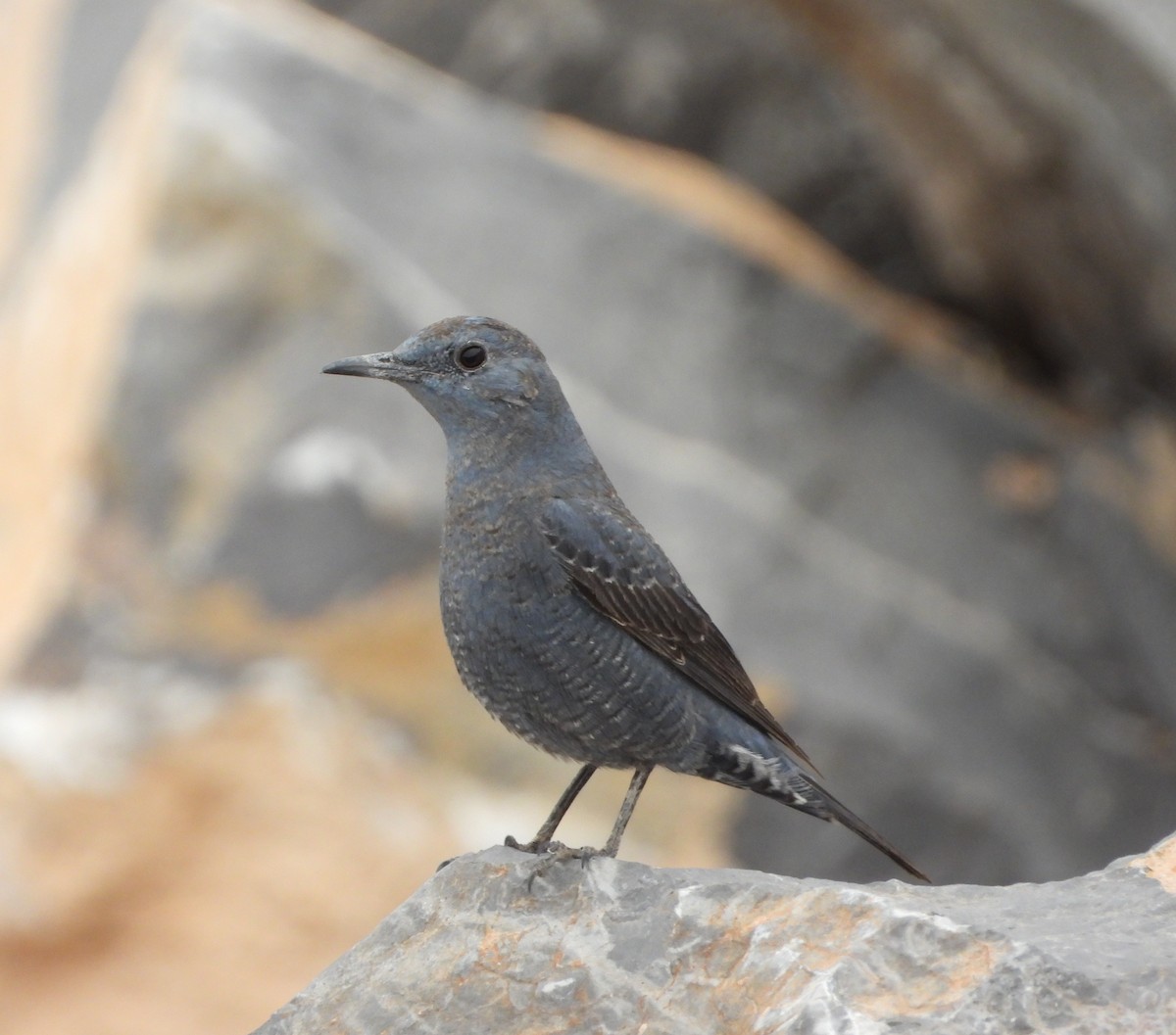 Blue Rock-Thrush - ML630908966