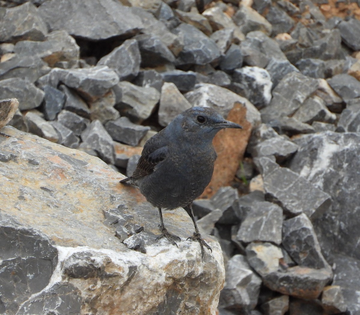 Blue Rock-Thrush - ML630908970