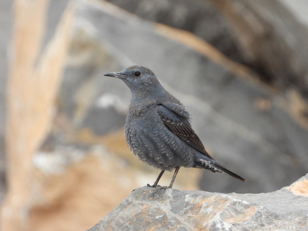 Blue Rock-Thrush - ML630908971