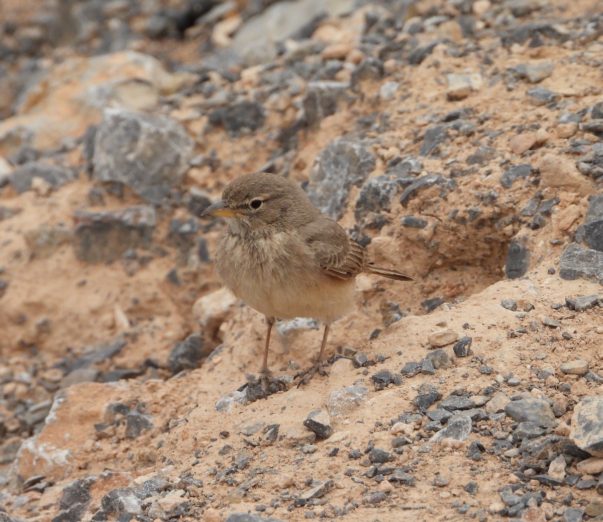 Desert Lark - ML630908981