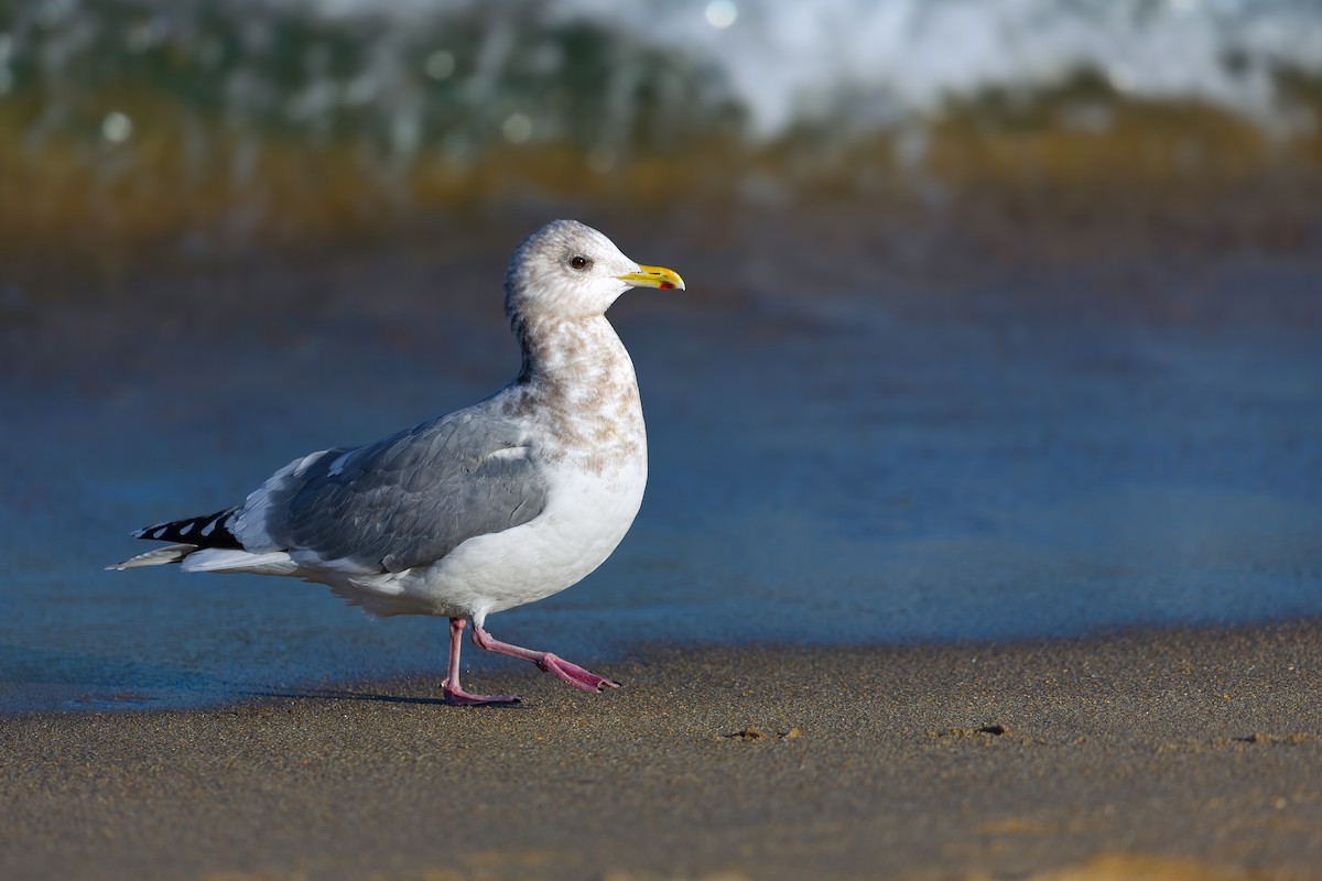 Iceland Gull (Thayer's) - ML630909047