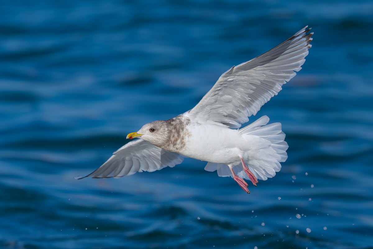 Iceland Gull (Thayer's) - ML630909071