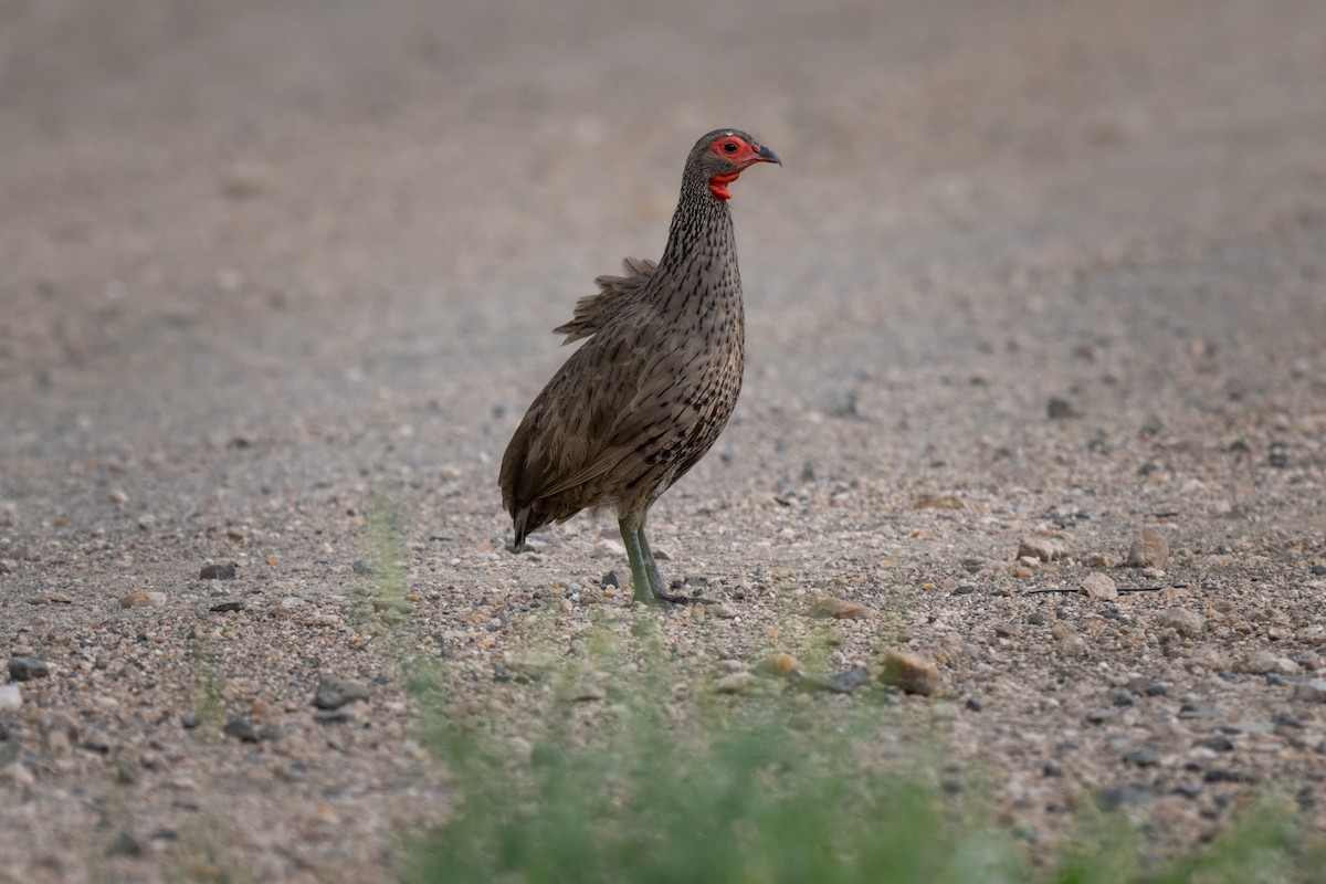 Swainson's Spurfowl - ML630909155
