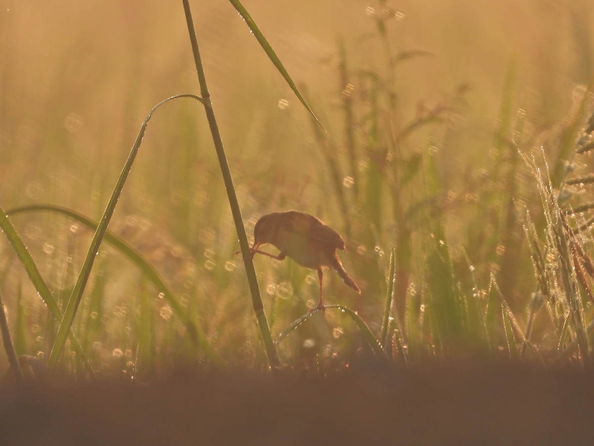 Zitting Cisticola - ML630909171