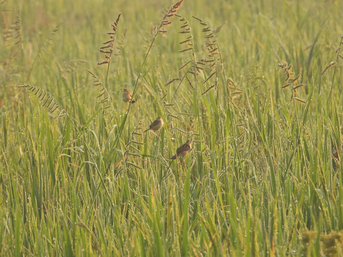 Zitting Cisticola - ML630909172