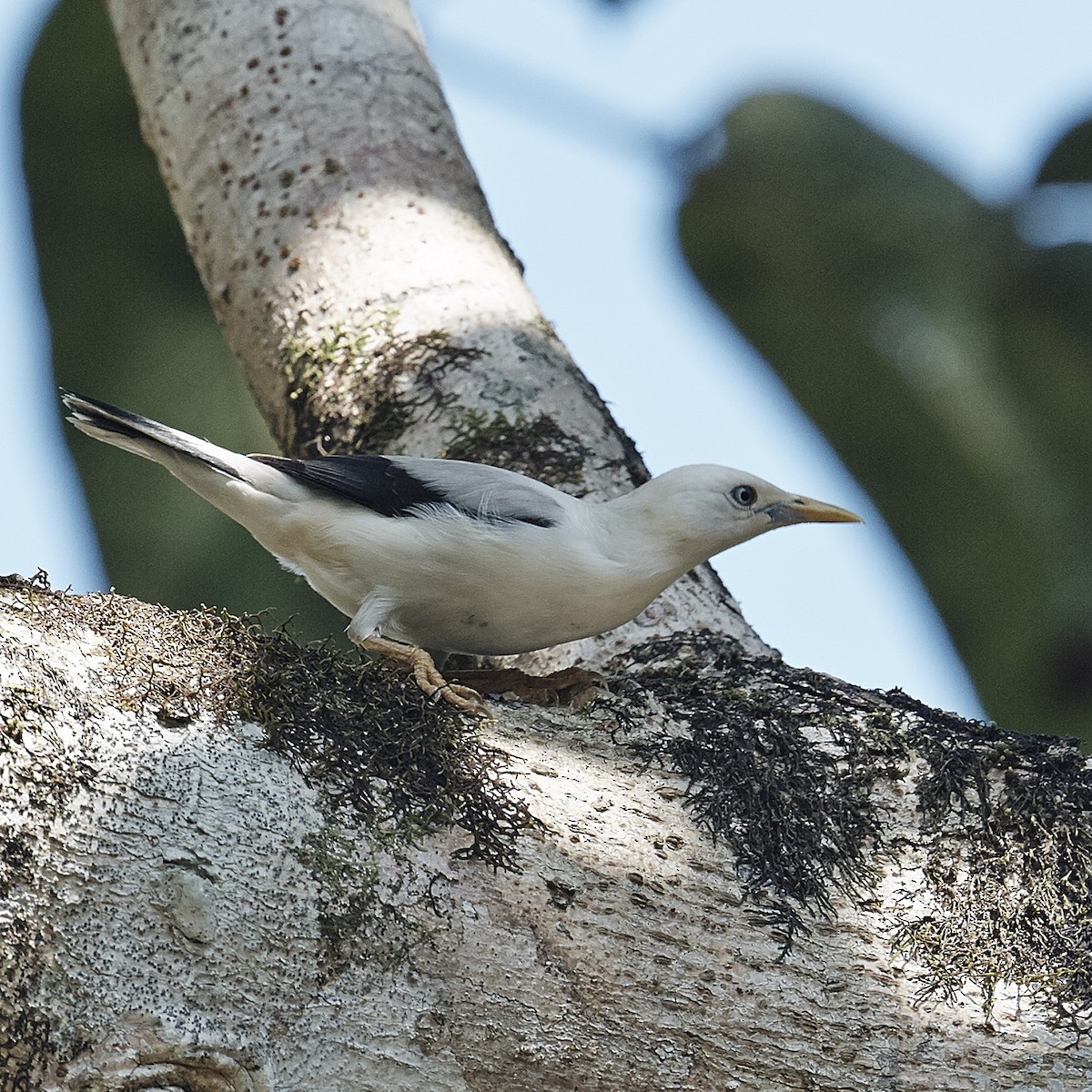 White-headed Starling - ML630909198