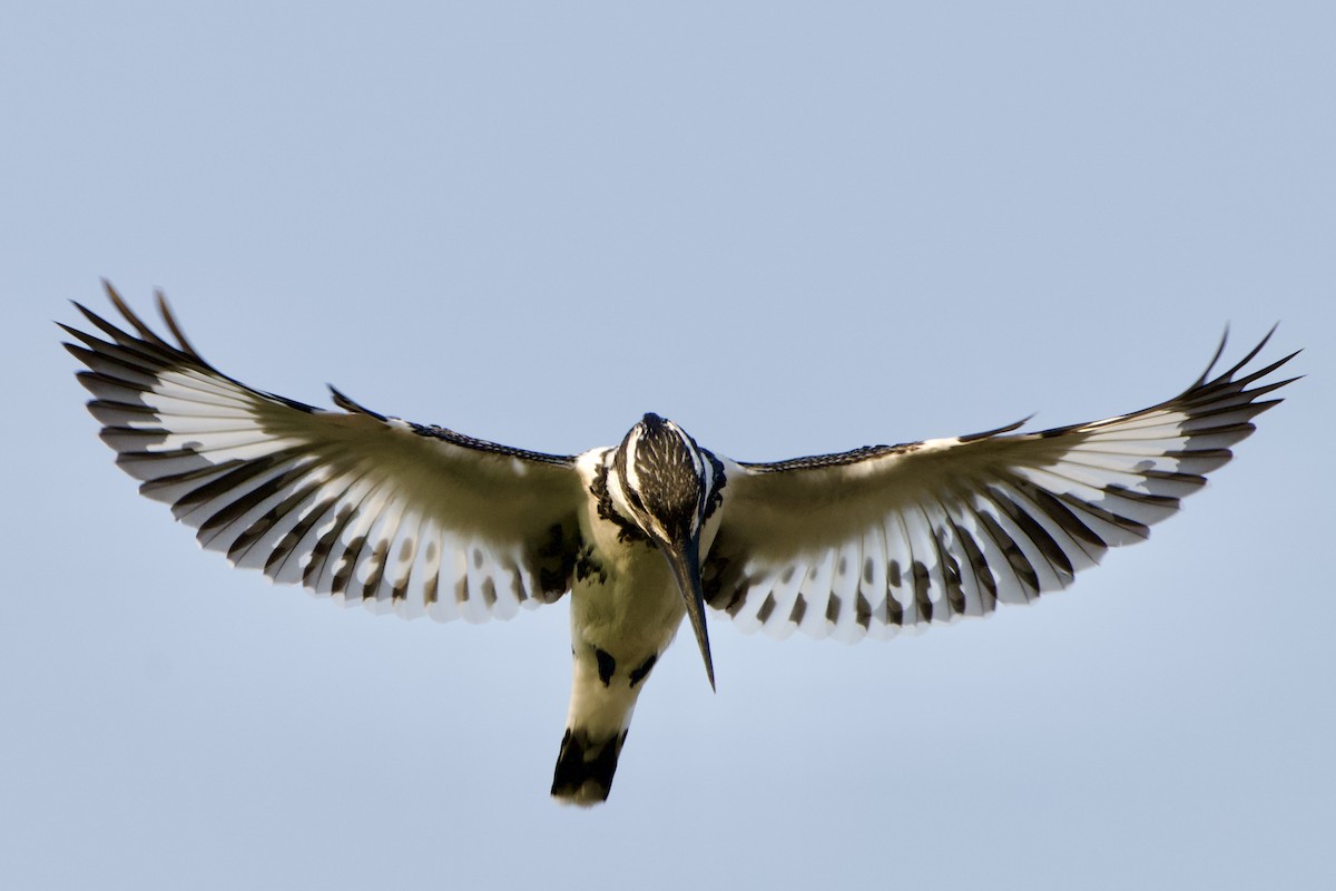 Pied Kingfisher - ML630909464