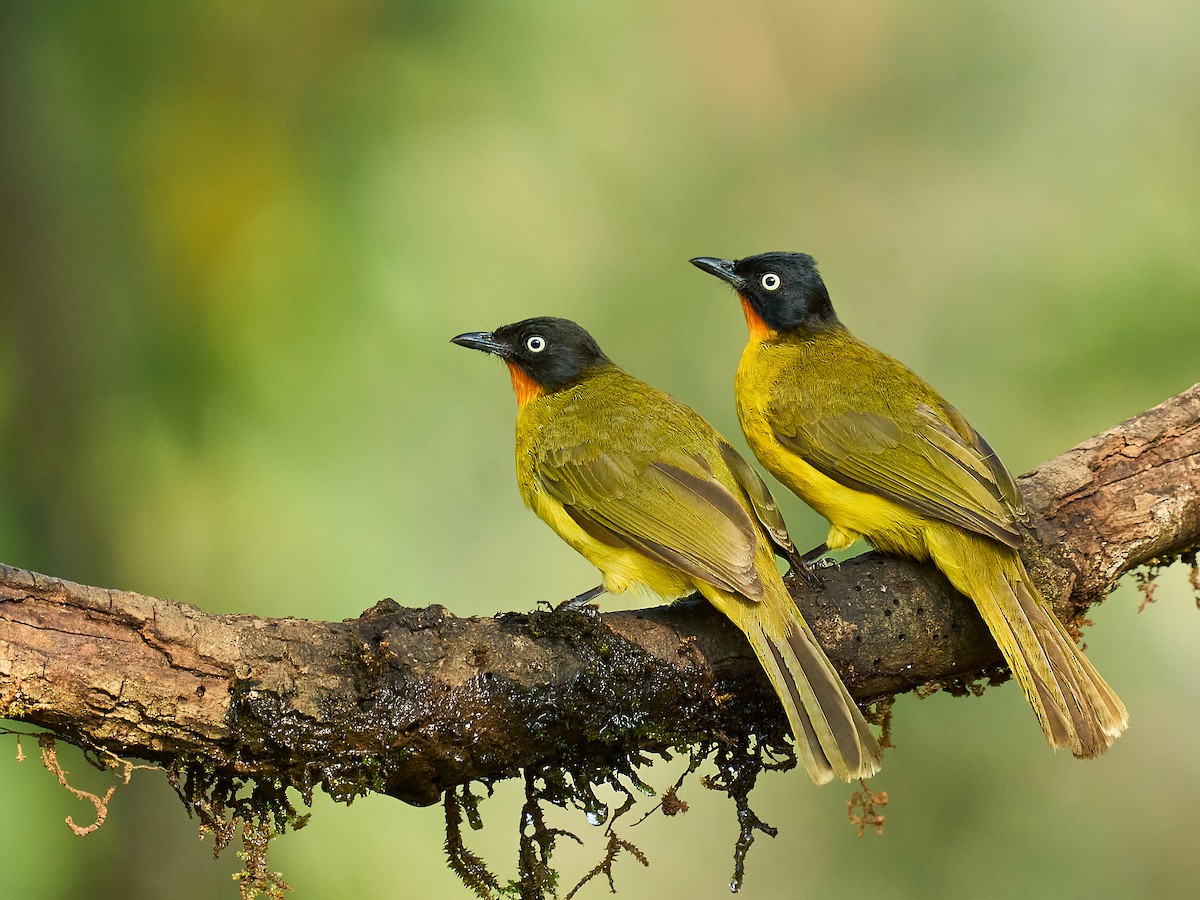 Flame-throated Bulbul - ML630909508