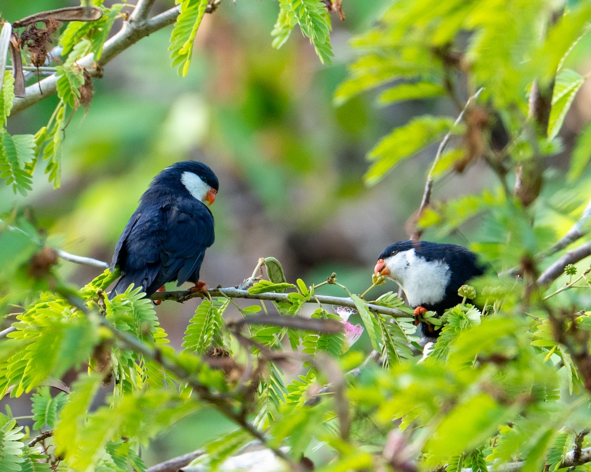 Blue Lorikeet - ML630909577