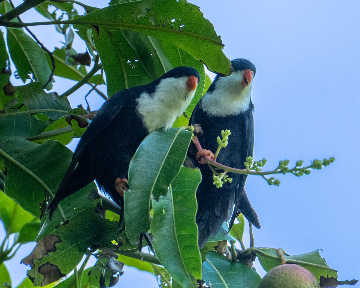 Blue Lorikeet - ML630909578