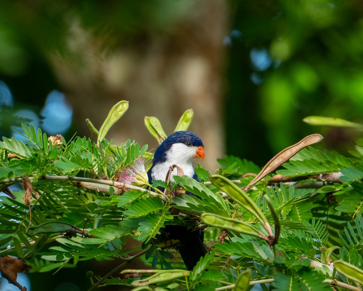 Blue Lorikeet - ML630909579