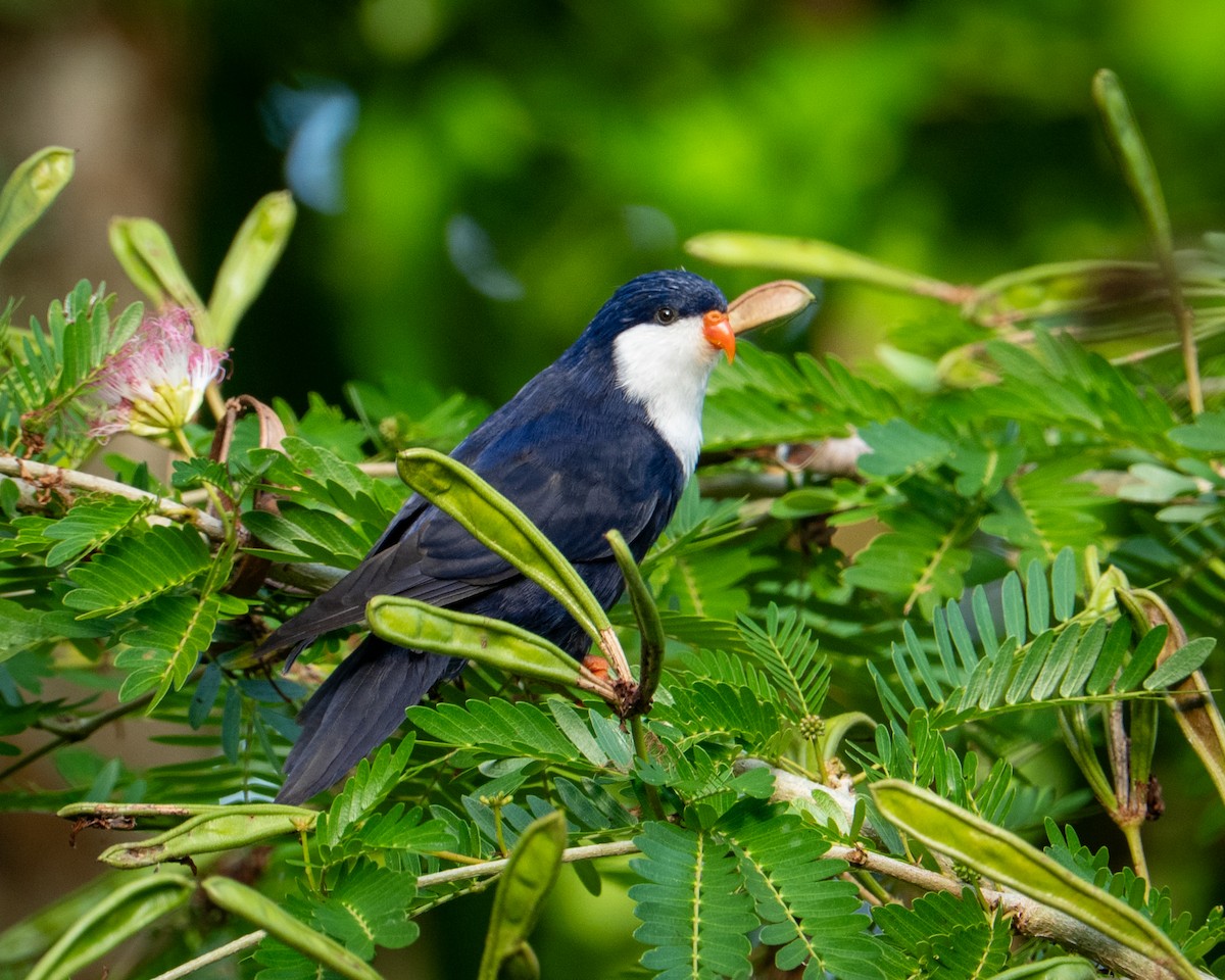 Blue Lorikeet - ML630909580