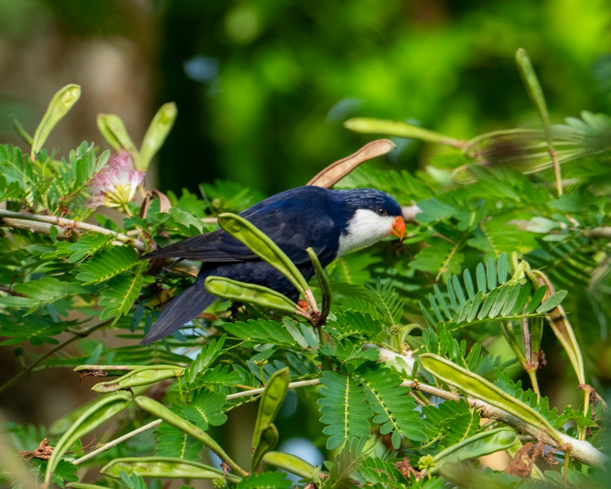 Blue Lorikeet - ML630909581