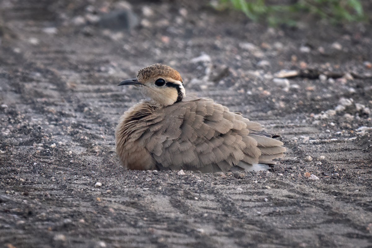 Temminck's Courser - ML630909629