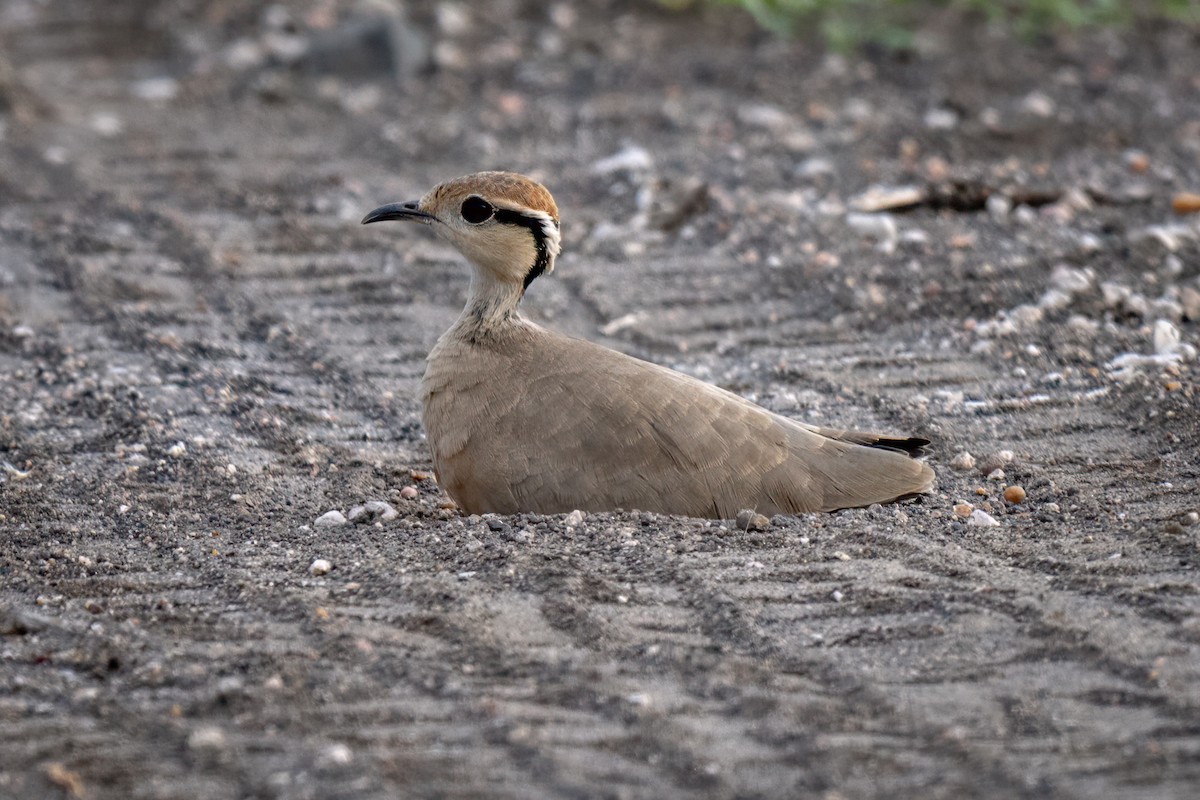 Temminck's Courser - ML630909752