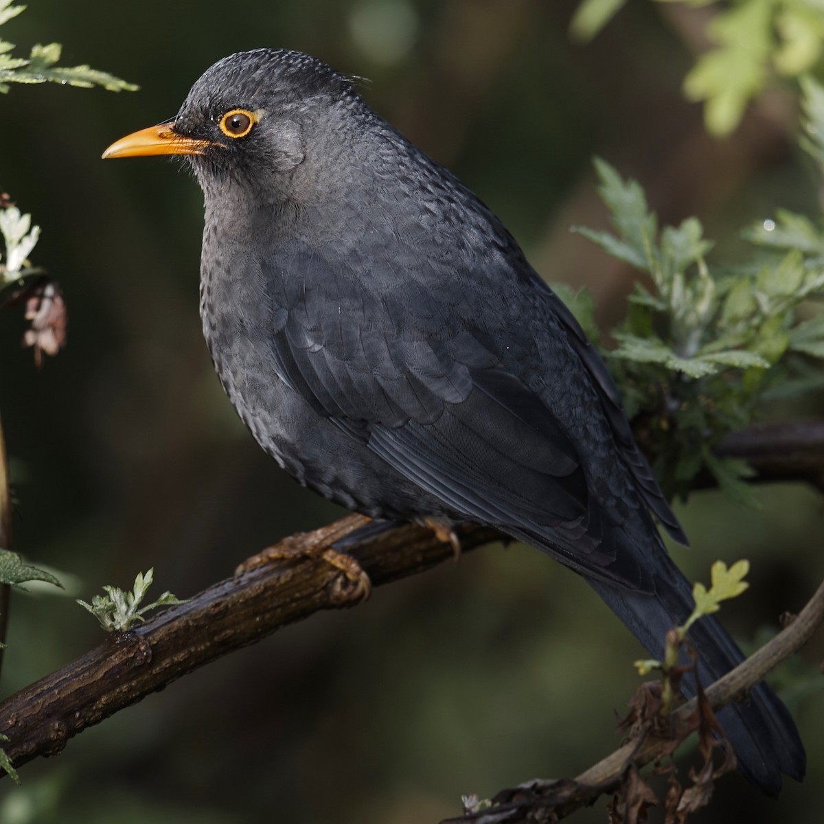 Indian Blackbird - ML630909825