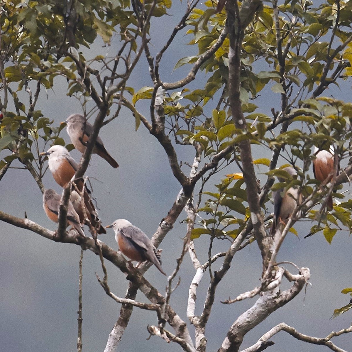 Malabar Starling - ML630910041