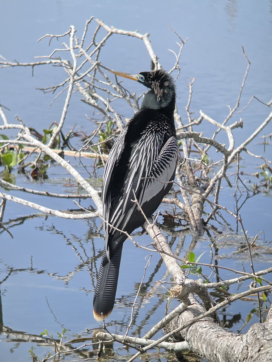 Anhinga - ML630910086