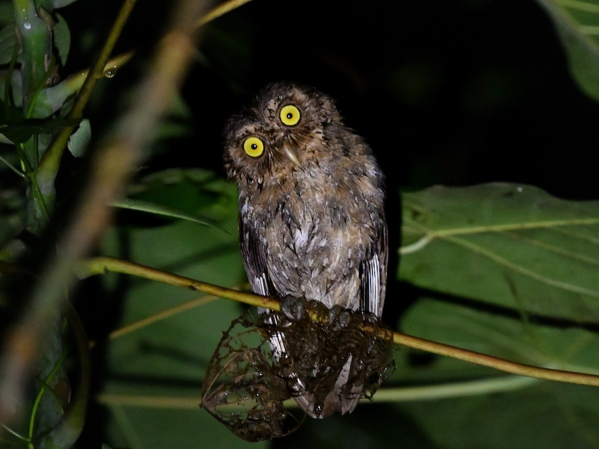 Andaman Scops-Owl - ML630910350