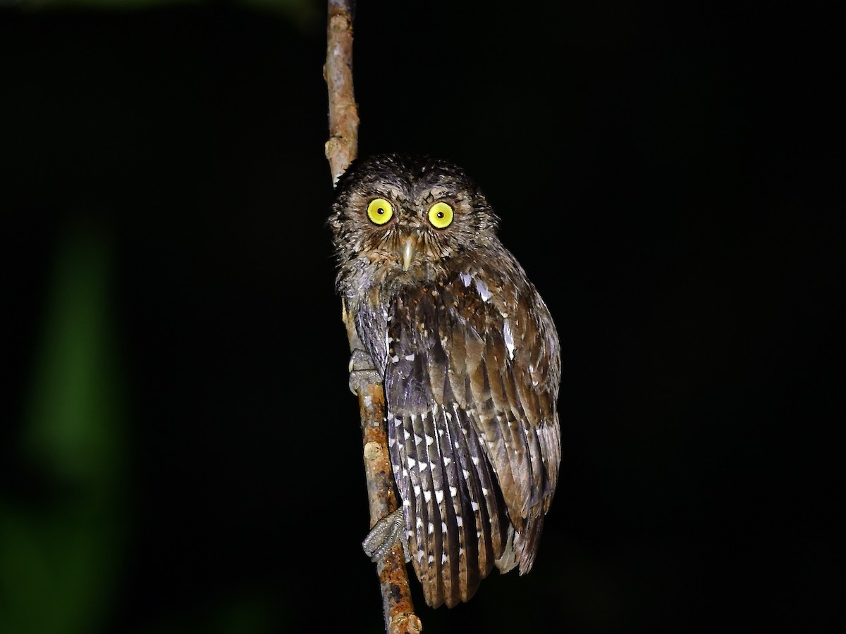 Andaman Scops-Owl - ML630910351