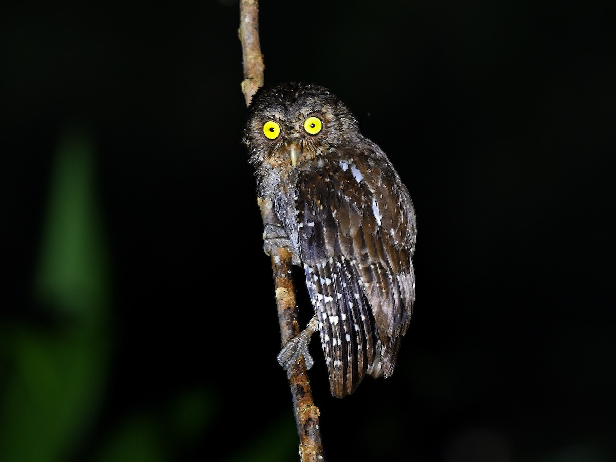 Andaman Scops-Owl - ML630910352