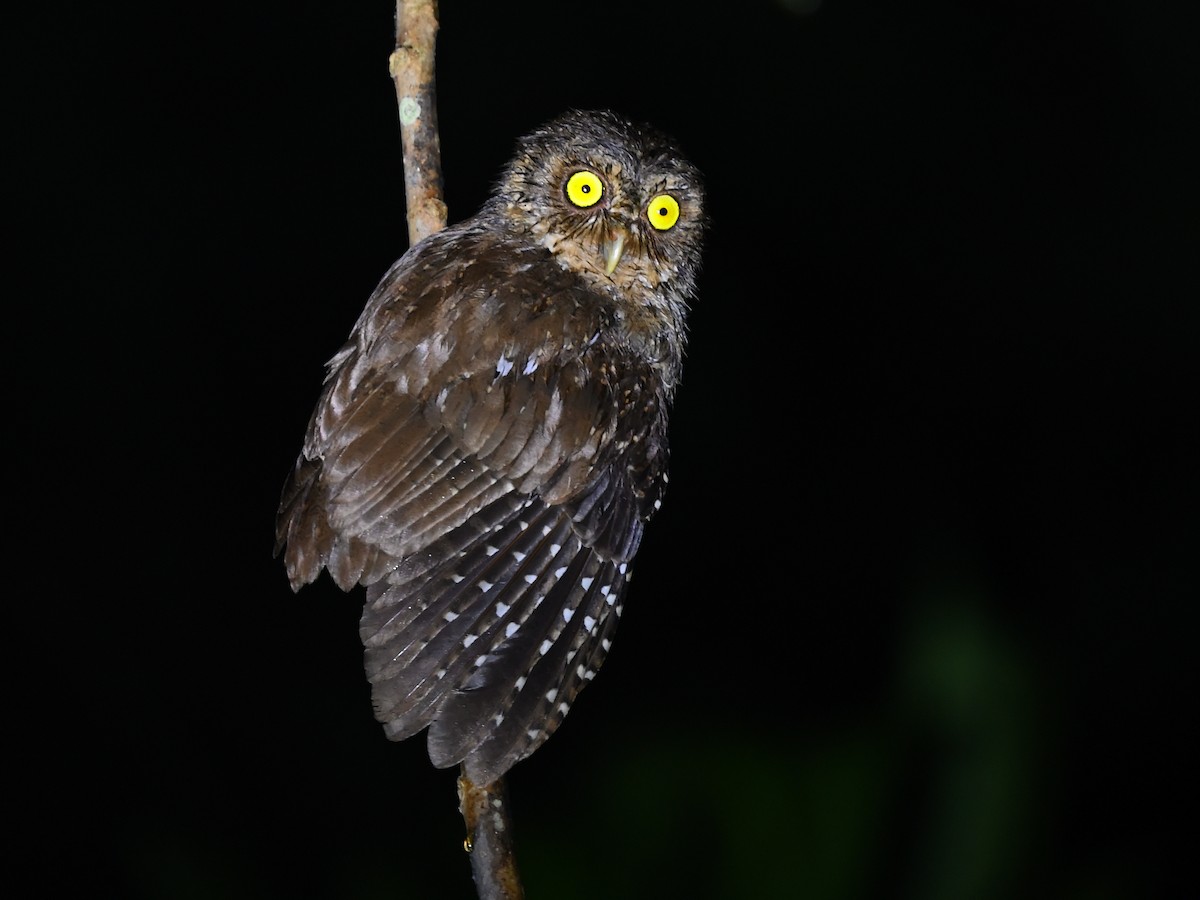 Andaman Scops-Owl - ML630910353