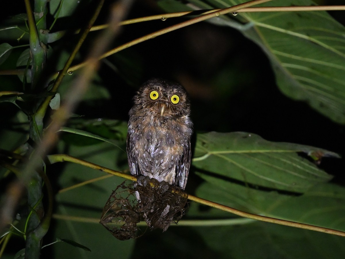 Andaman Scops-Owl - ML630910354