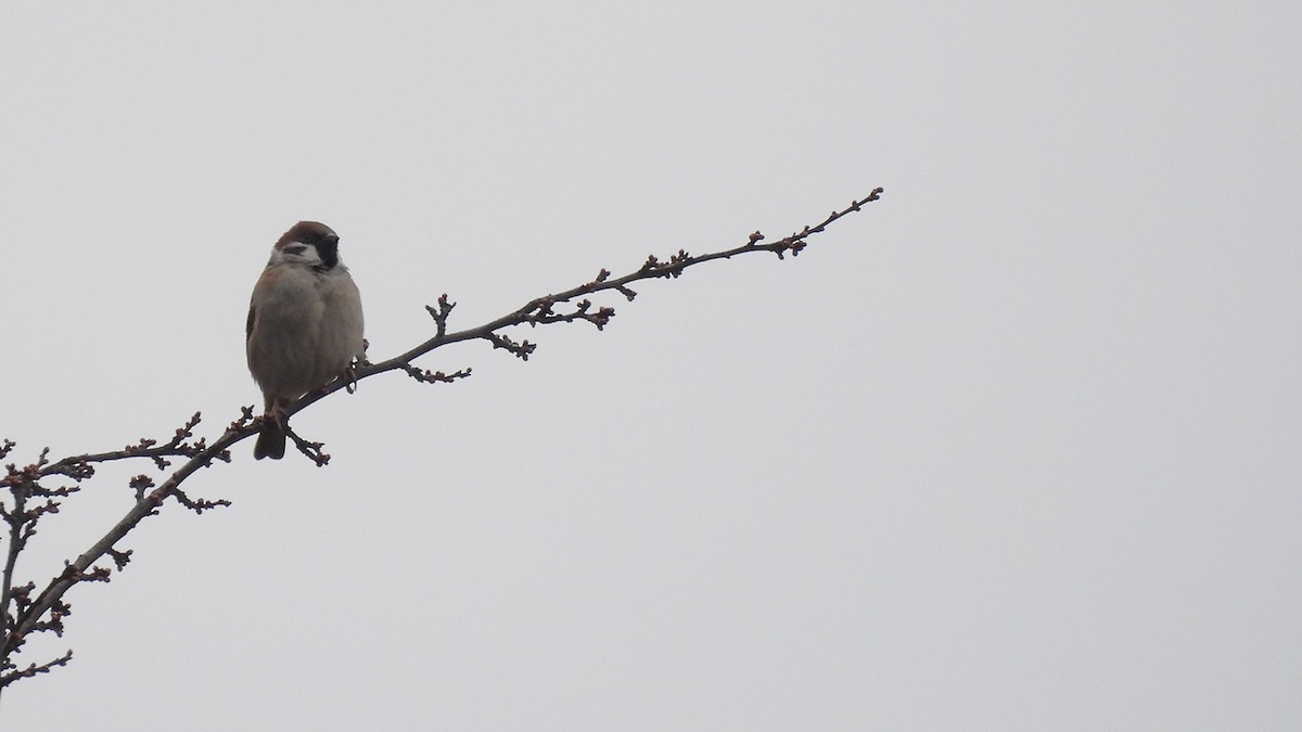 Moineau friquet - ML630910364