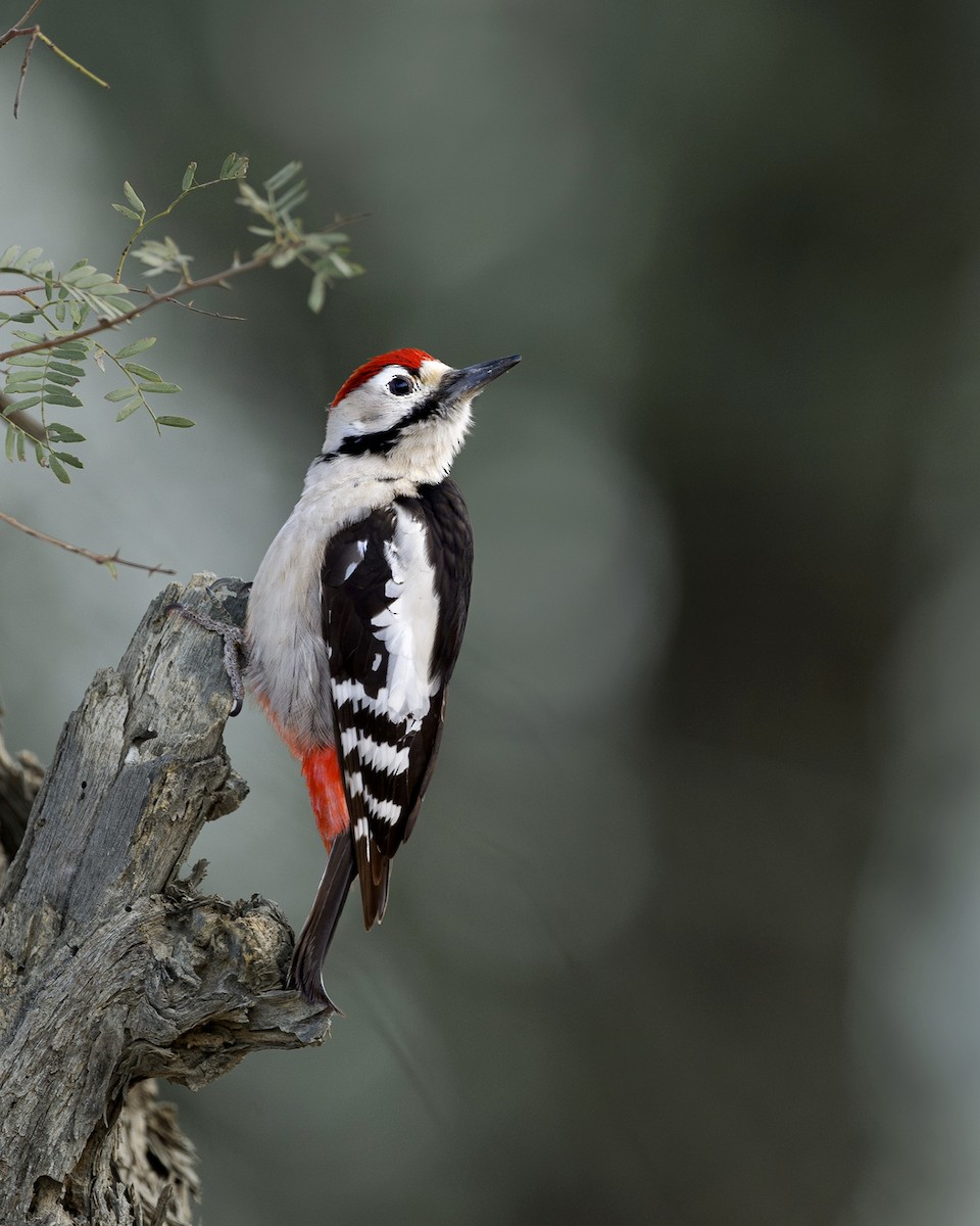 Sind Woodpecker - ML630910374