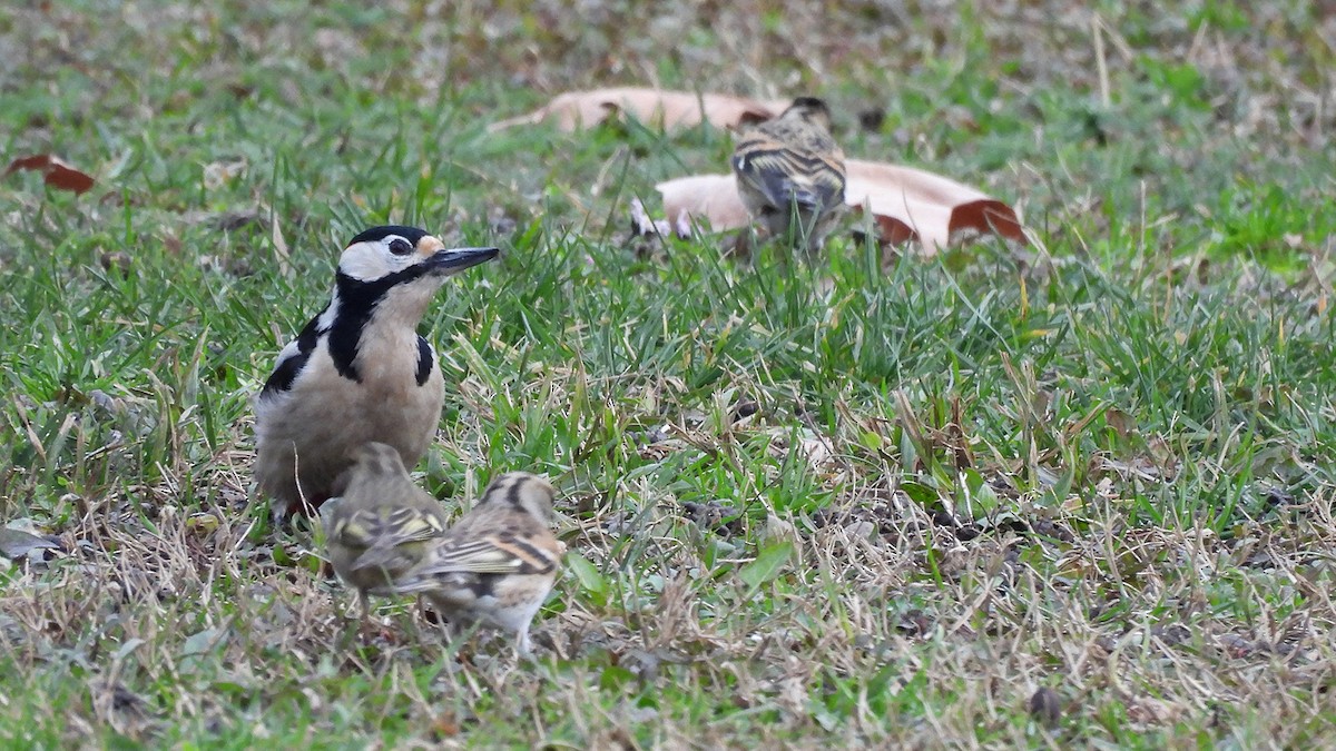 Pic épeiche (groupe major) - ML630910385