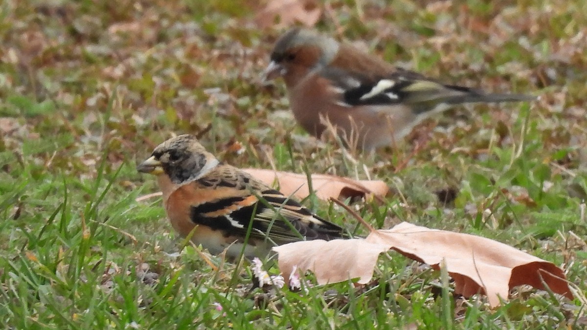 Pinson du Nord - ML630910409