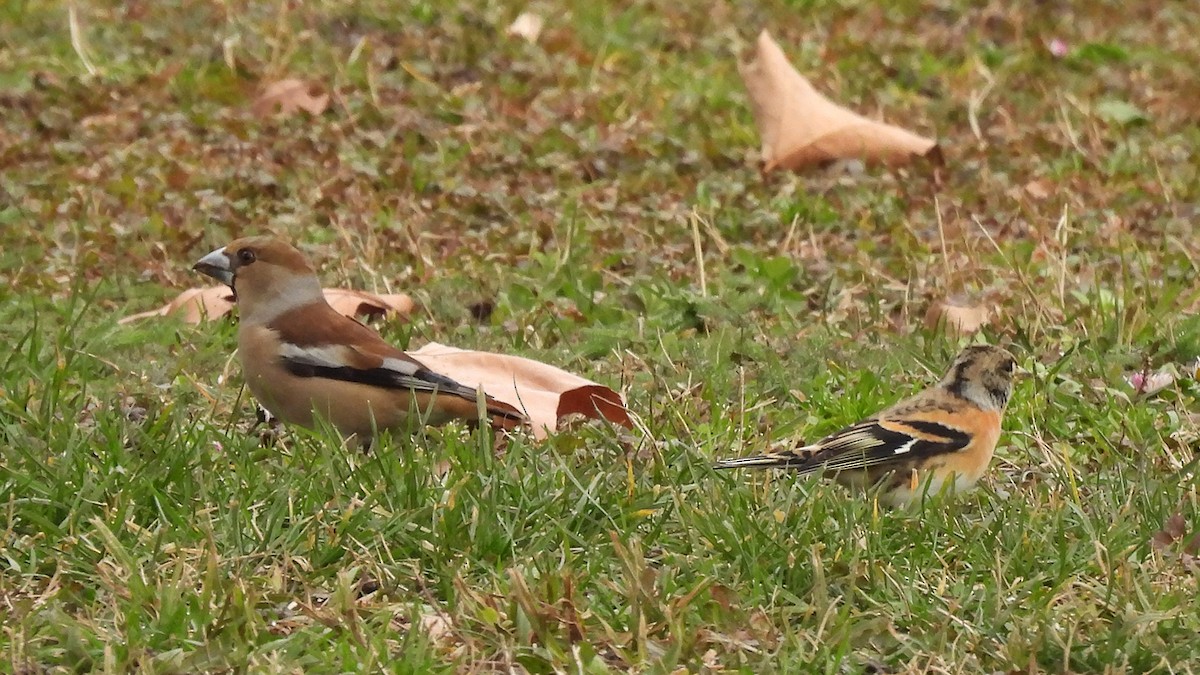 Gros-bec casse-noyaux - ML630910425