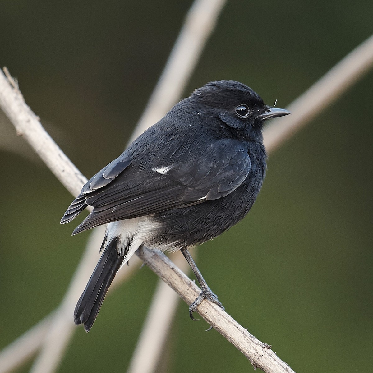 Pied Bushchat - ML630910556