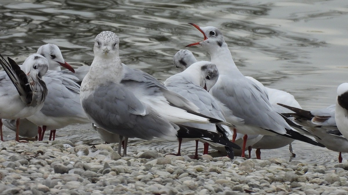 Goéland cendré - ML630910606