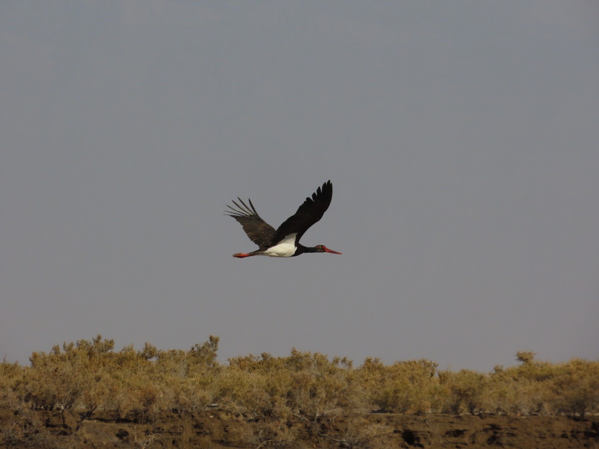 Black Stork - ML630910629