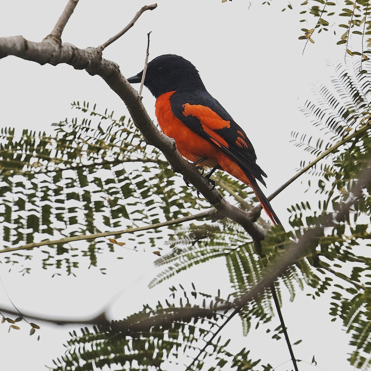 Scarlet Minivet - ML630910720