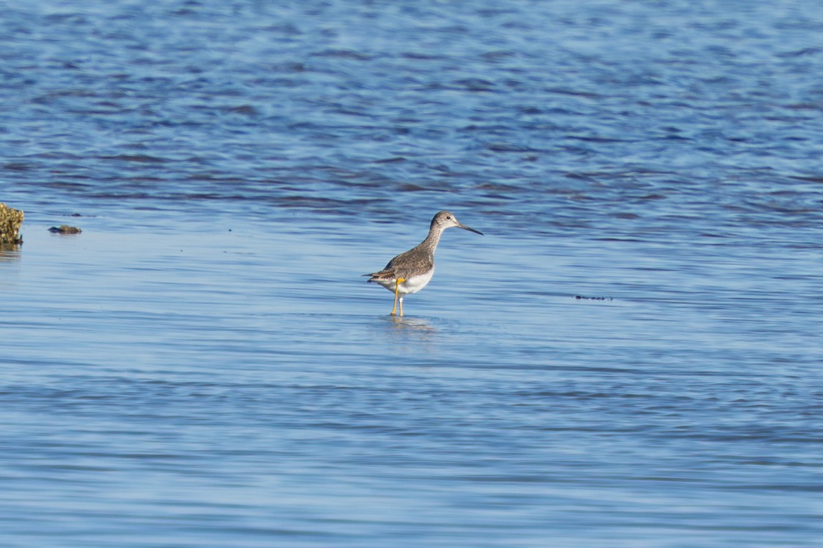 Greater Yellowlegs - ML630910841